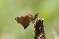 Thymelicus sylvestris