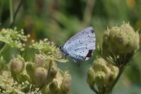Celastrina argiolus