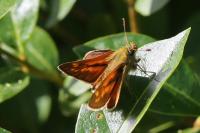 Ochlodes sylvanus
