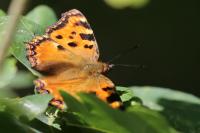 Nymphalis polychloros