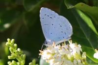 Celastrina argiolus