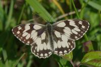 Melanargia galathea