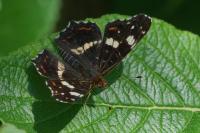 Araschnia levana