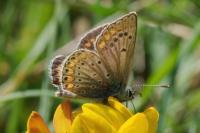 Aricia agestis