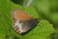 Coenonympha arcania