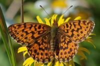 Boloria dia