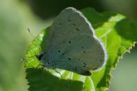 Celastrina argiolus