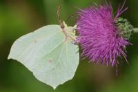 Gonepteryx rhamni