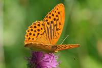 Argynnis paphia