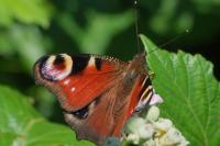 Aglais io