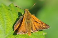 Ochlodes sylvanus