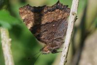Nymphalis polychloros