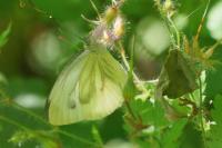 Pieris napi