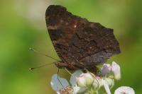 Aglais io