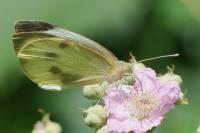 Pieris brassicae