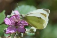 Pieris rapae