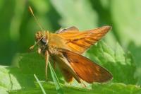 Ochlodes sylvanus