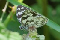Melanargia galathea