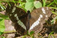 Limenitis camilla