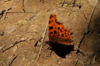 Polygonia c-album