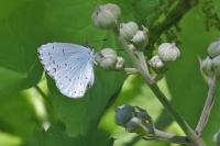 Celastrina argiolus