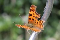 Polygonia c-album