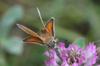 Thymelicus lineola