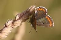 Aricia agestis