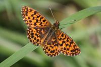 Boloria dia