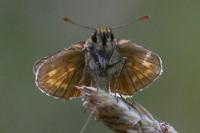 Ochlodes sylvanus