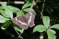 Limenitis camilla