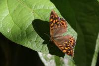 Pararge aegeria