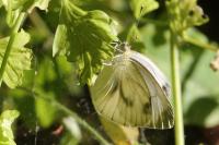 Pieris napi