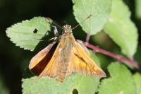 Ochlodes sylvanus