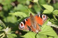 Aglais io