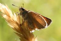 Thymelicus sylvestris