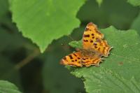Polygonia c-album