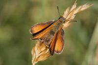 Thymelicus sylvestris