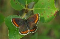 Aricia agestis