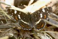 Araschnia levana