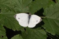 Pieris napi