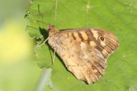 Pararge aegeria