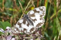 Melanargia galathea
