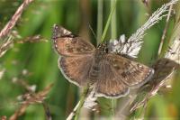 Erynnis tages