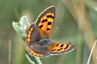 Lycaena phlaeas