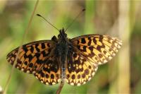 Boloria dia