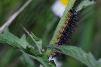 Melitaea phoebe