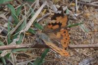 Vanessa cardui