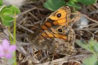 Lasiommata megera