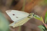 Pieris rapae